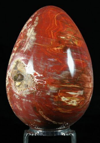 Colorful, Polished Petrified Wood Egg - Triassic #58521
